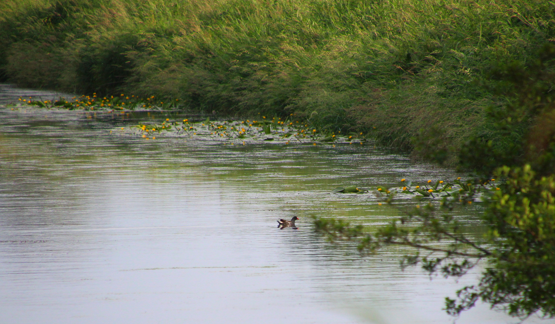  Teichhuhn auf dem Kanal ...