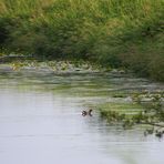  Teichhuhn auf dem Kanal ...