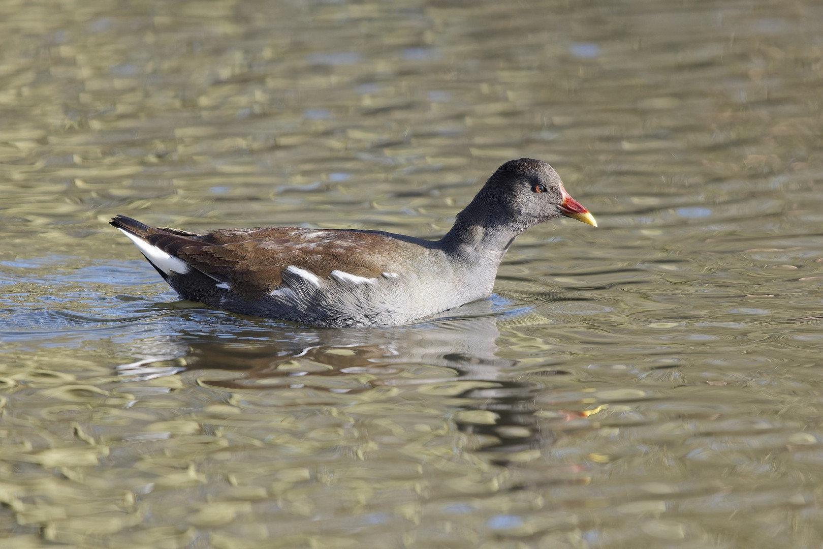 Teichhuhn auf der Nette