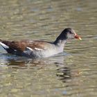 Teichhuhn auf der Nette