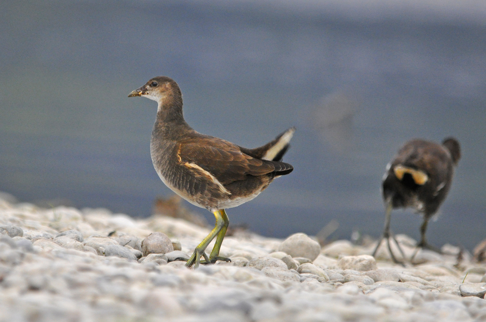 Teichhuhn auf der Walz