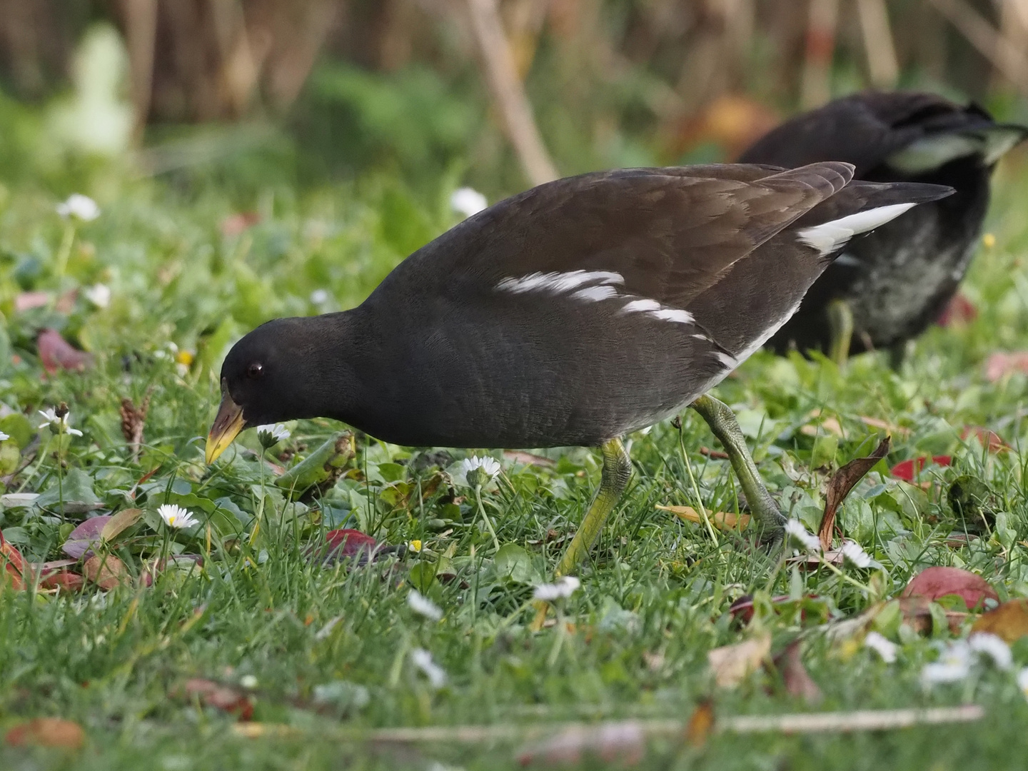 Teichhuhn auf der Weide