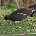 Teichhuhn auf der Weide