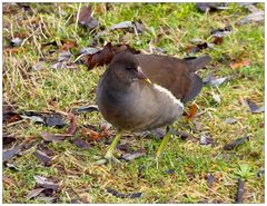 Teichhuhn auf Futtersuche