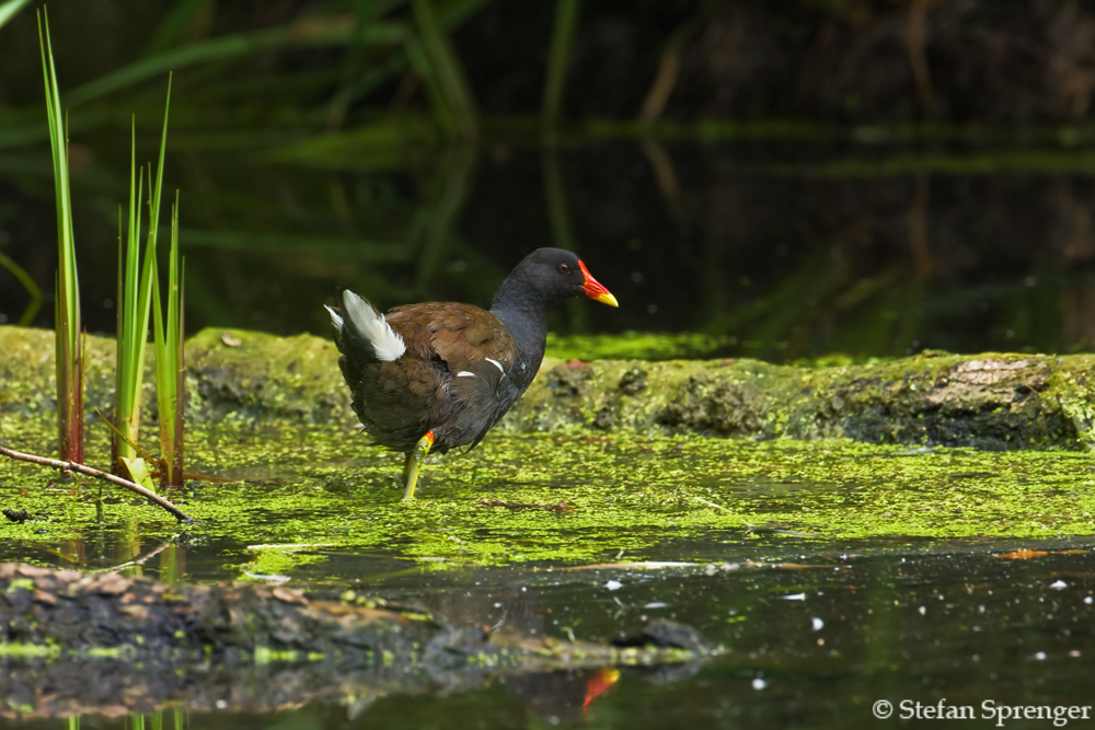 Teichhuhn auf Futtersuche