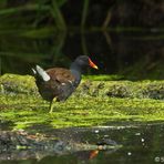 Teichhuhn auf Futtersuche