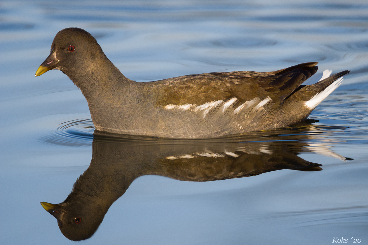 Teichhuhn auf Spiegel