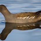 Teichhuhn auf Spiegel