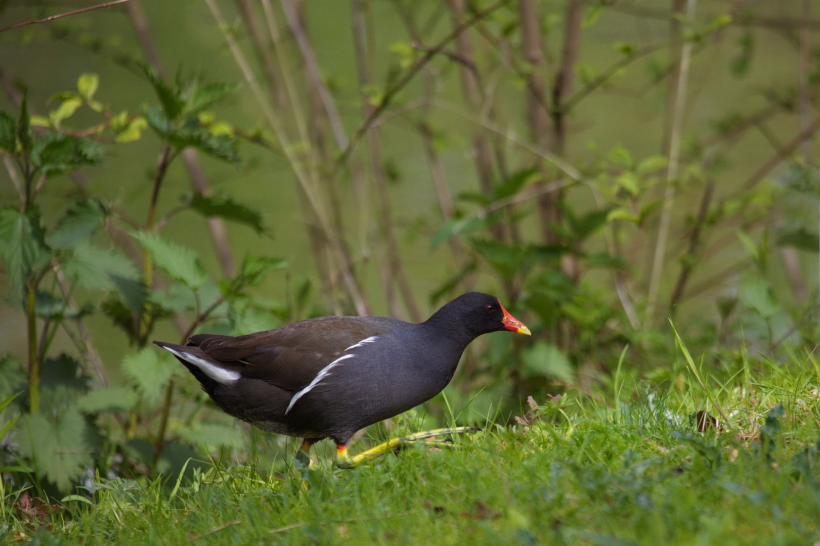 Teichhuhn auf Wanderschaft