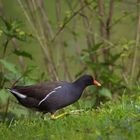 Teichhuhn auf Wanderschaft