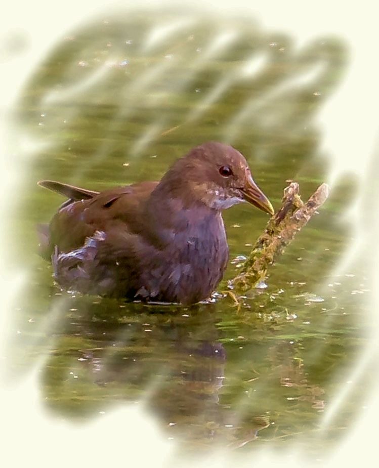 "TEICHHUHN" :::::::: aus meiner "Fast gemalt" - Reihe