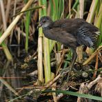 Teichhuhn – Ausguck