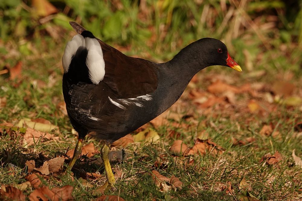 Teichhuhn