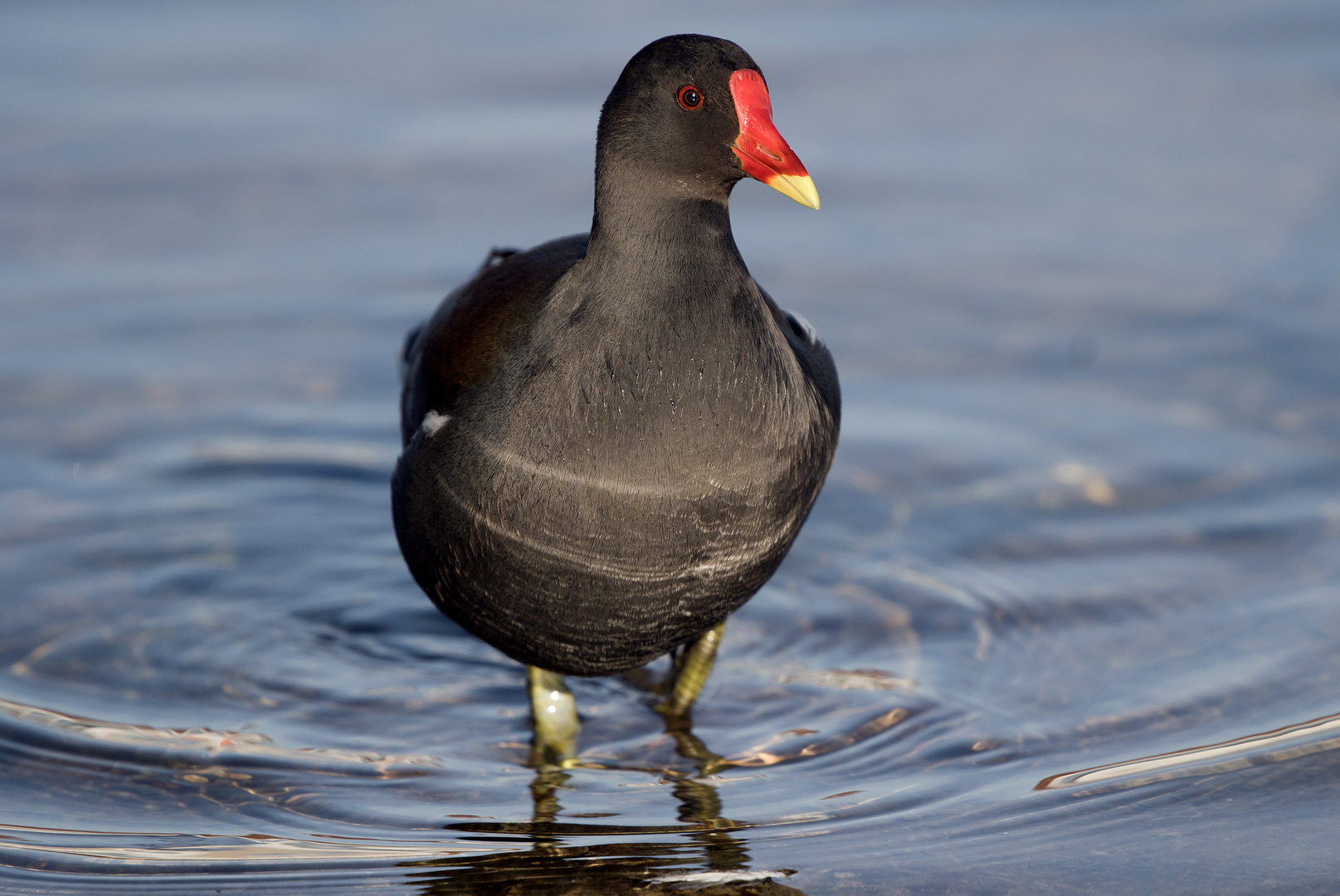 Teichhuhn