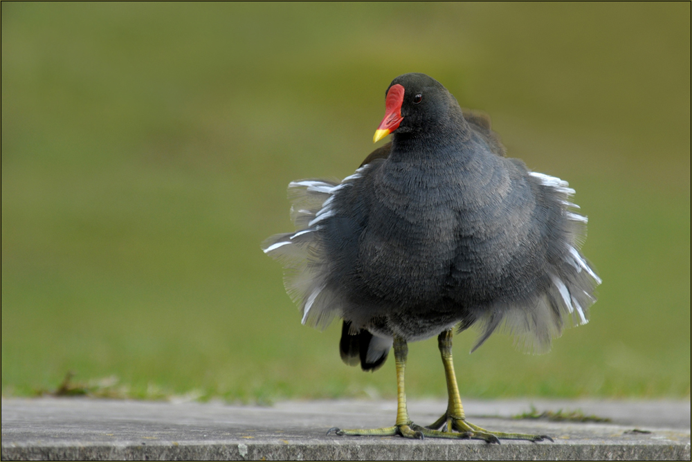 Teichhuhn