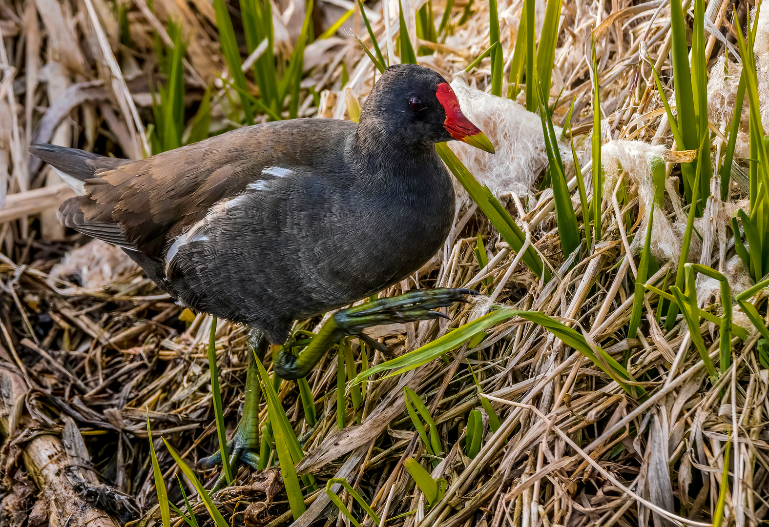 "TEICHHUHN"