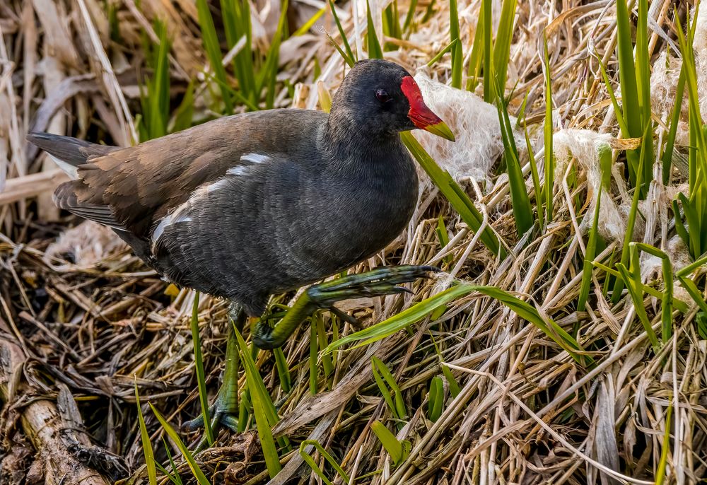 "TEICHHUHN"