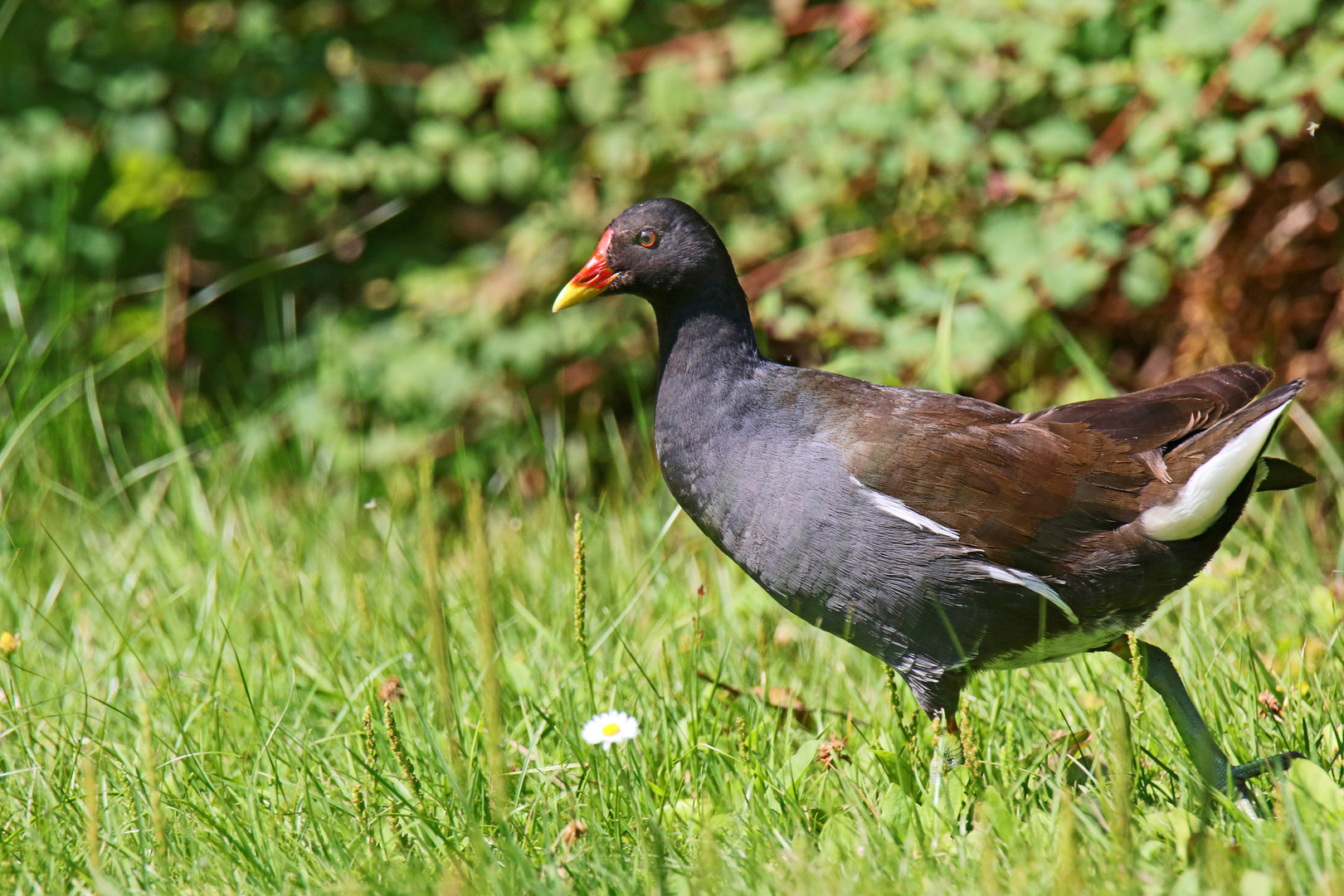 Teichhuhn