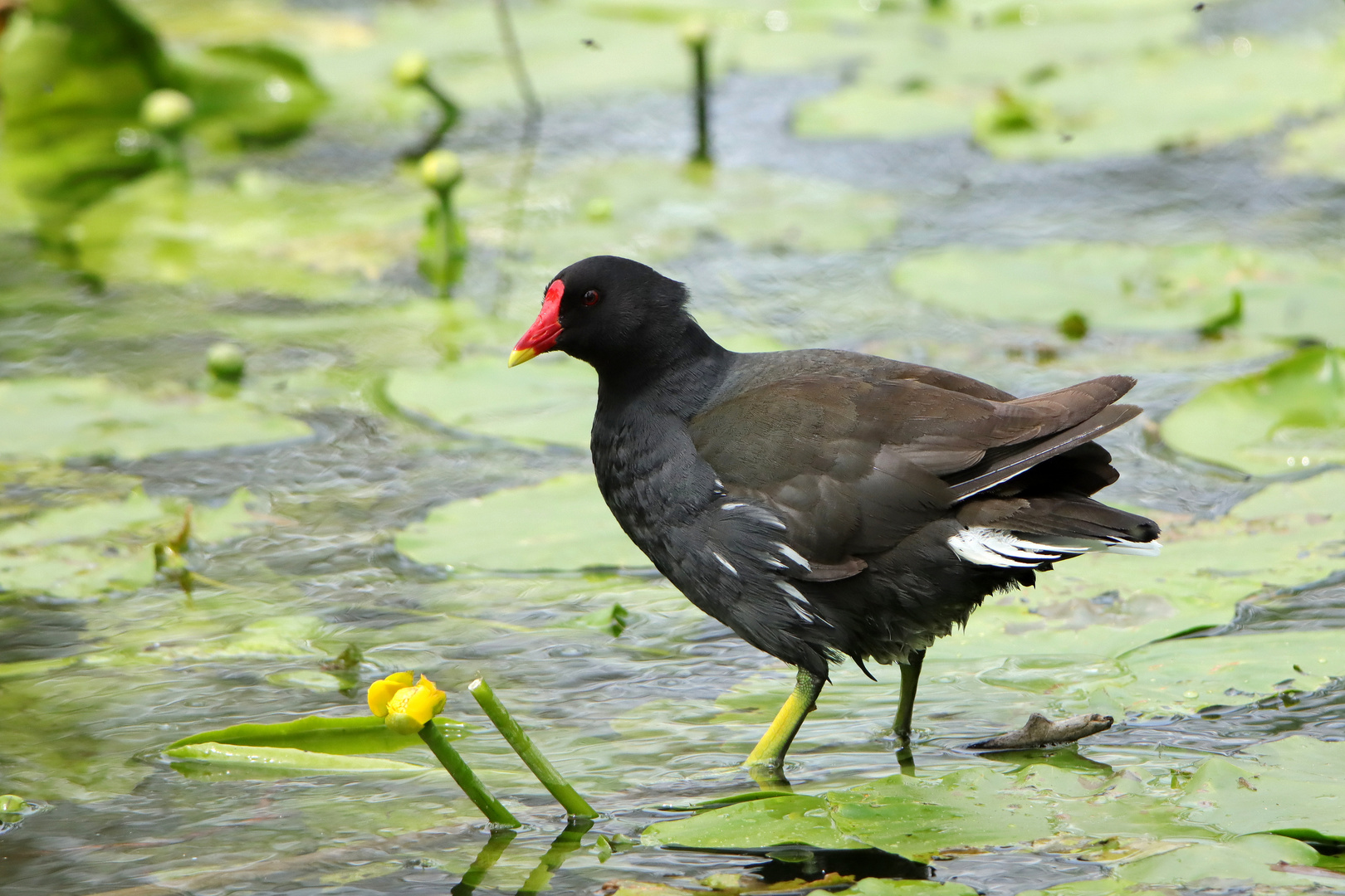 Teichhuhn