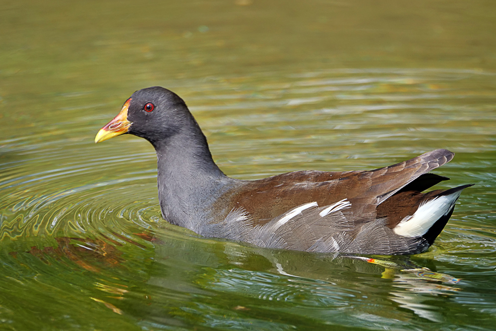 TEICHHUHN