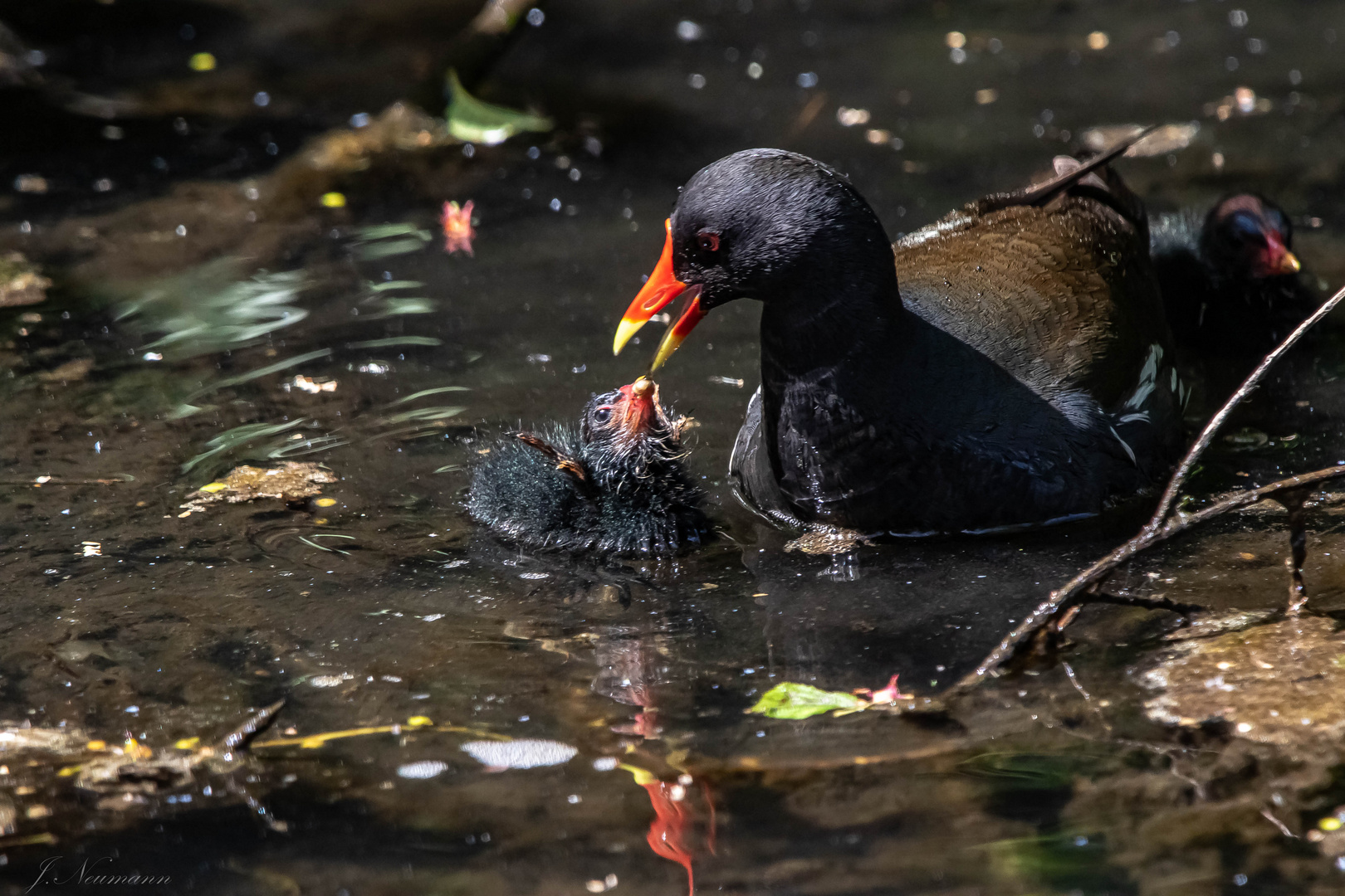 Teichhuhn bei der Fütterung