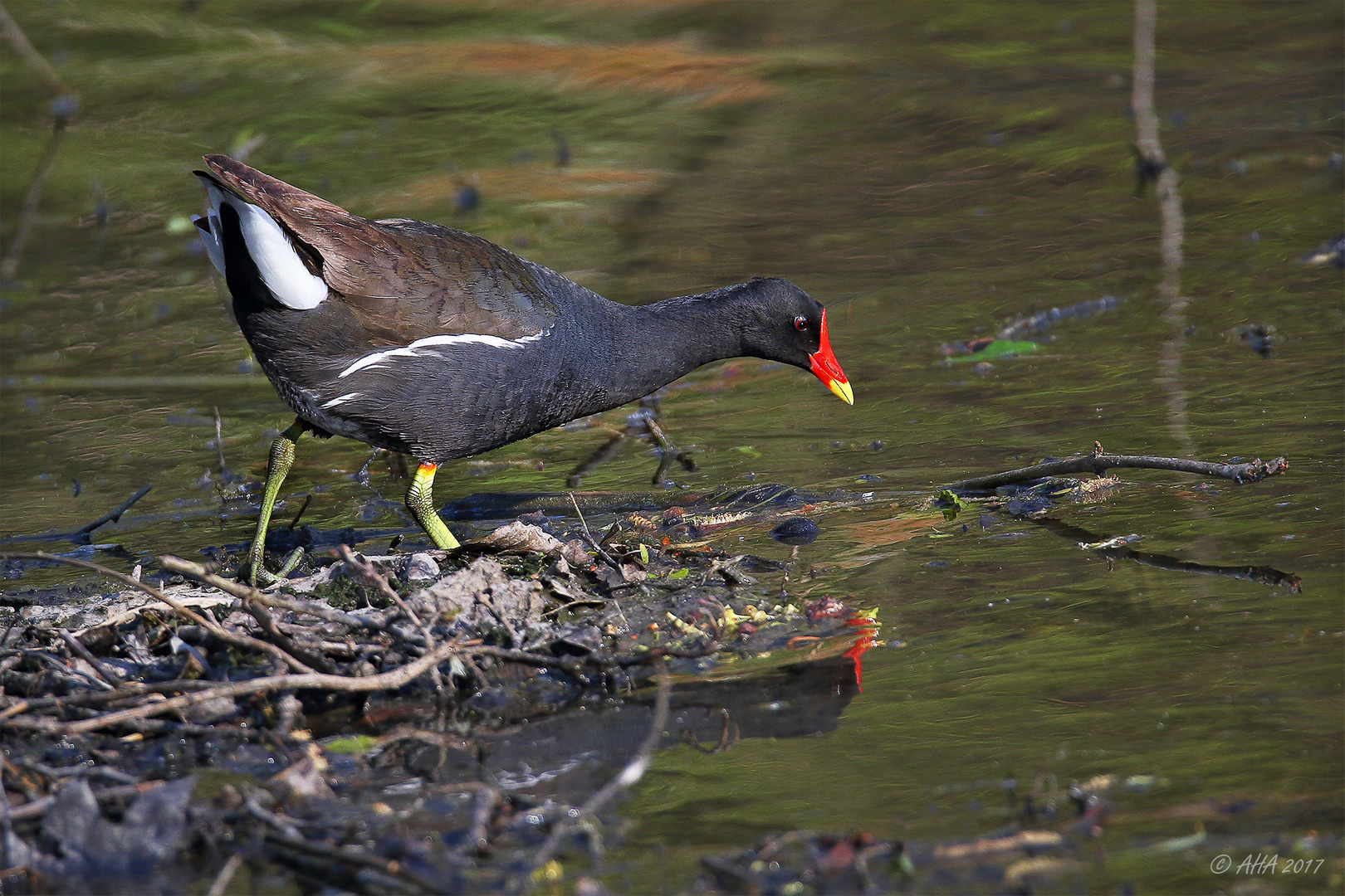 Teichhuhn bei der Nahrungssuche