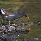 Teichhuhn bei der Nahrungssuche