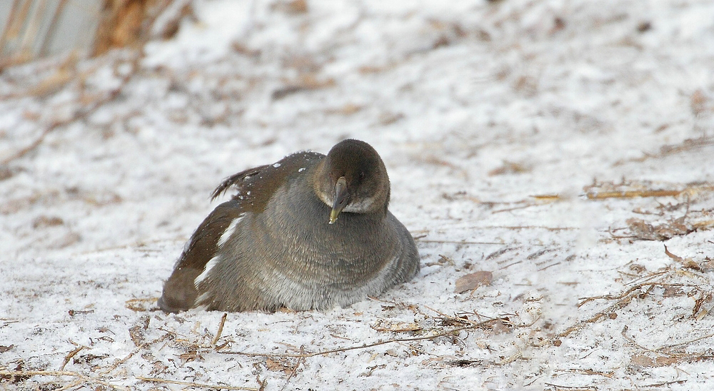 Teichhuhn bei der Pause