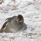 Teichhuhn bei der Pause