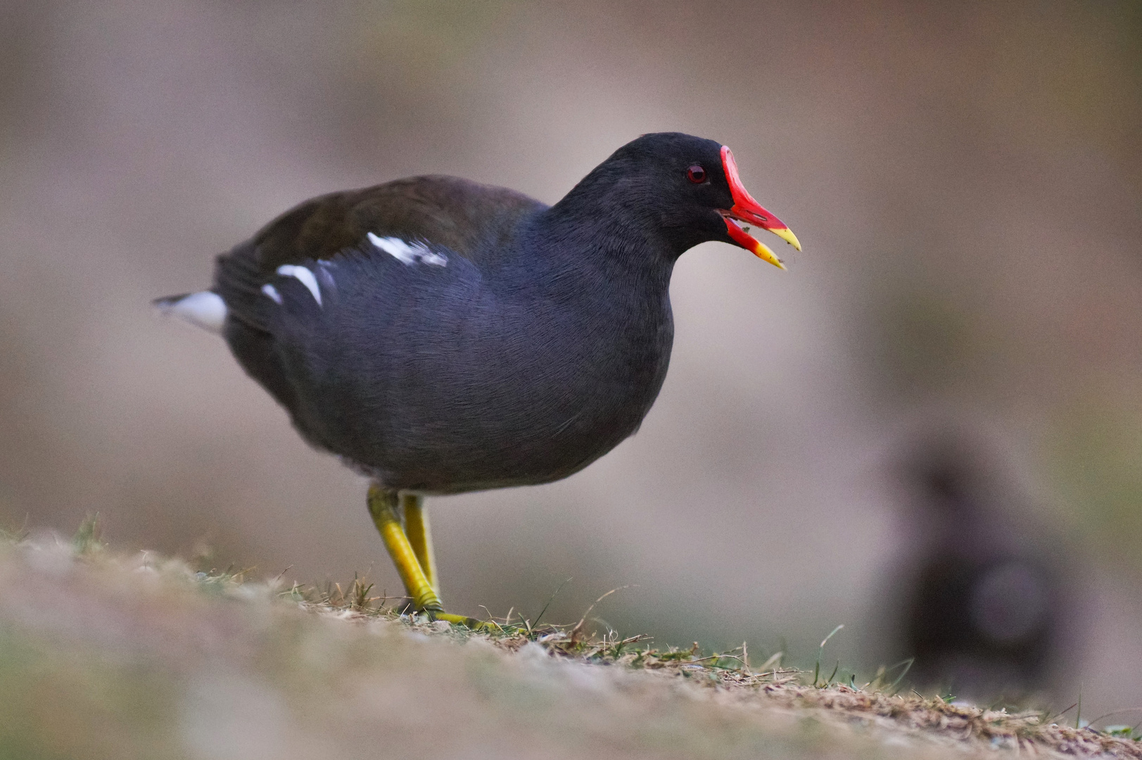 Teichhuhn bei Nahrungsaufnahme