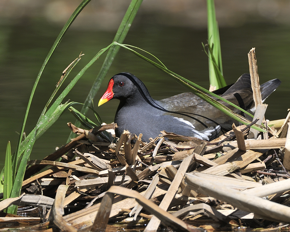 Teichhuhn beim Brüten