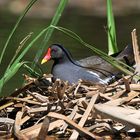 Teichhuhn beim Brüten