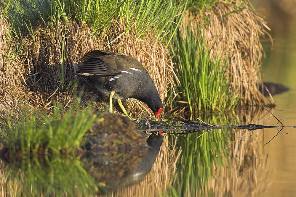 Teichhuhn beim Frühstück