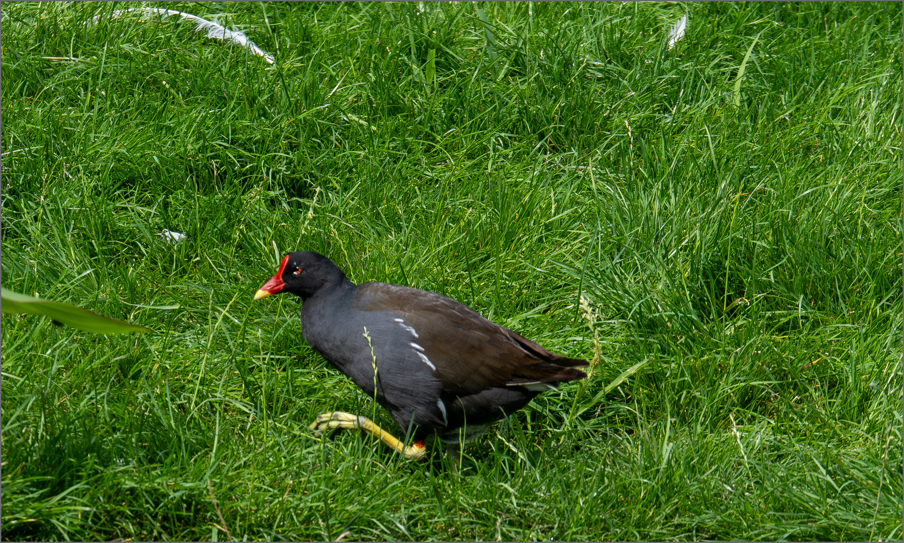 Teichhuhn beim Landgang