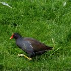 Teichhuhn beim Landgang