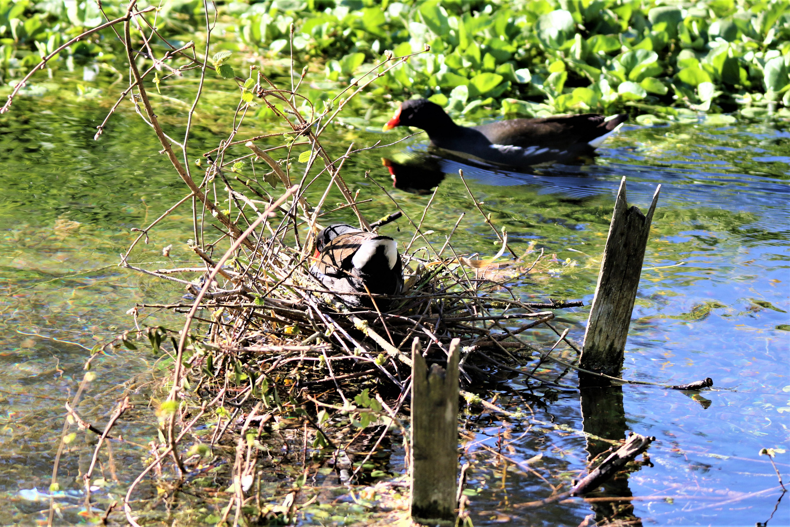 Teichhuhn beim Nestbau