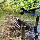 Teichhuhn beim Nestbau