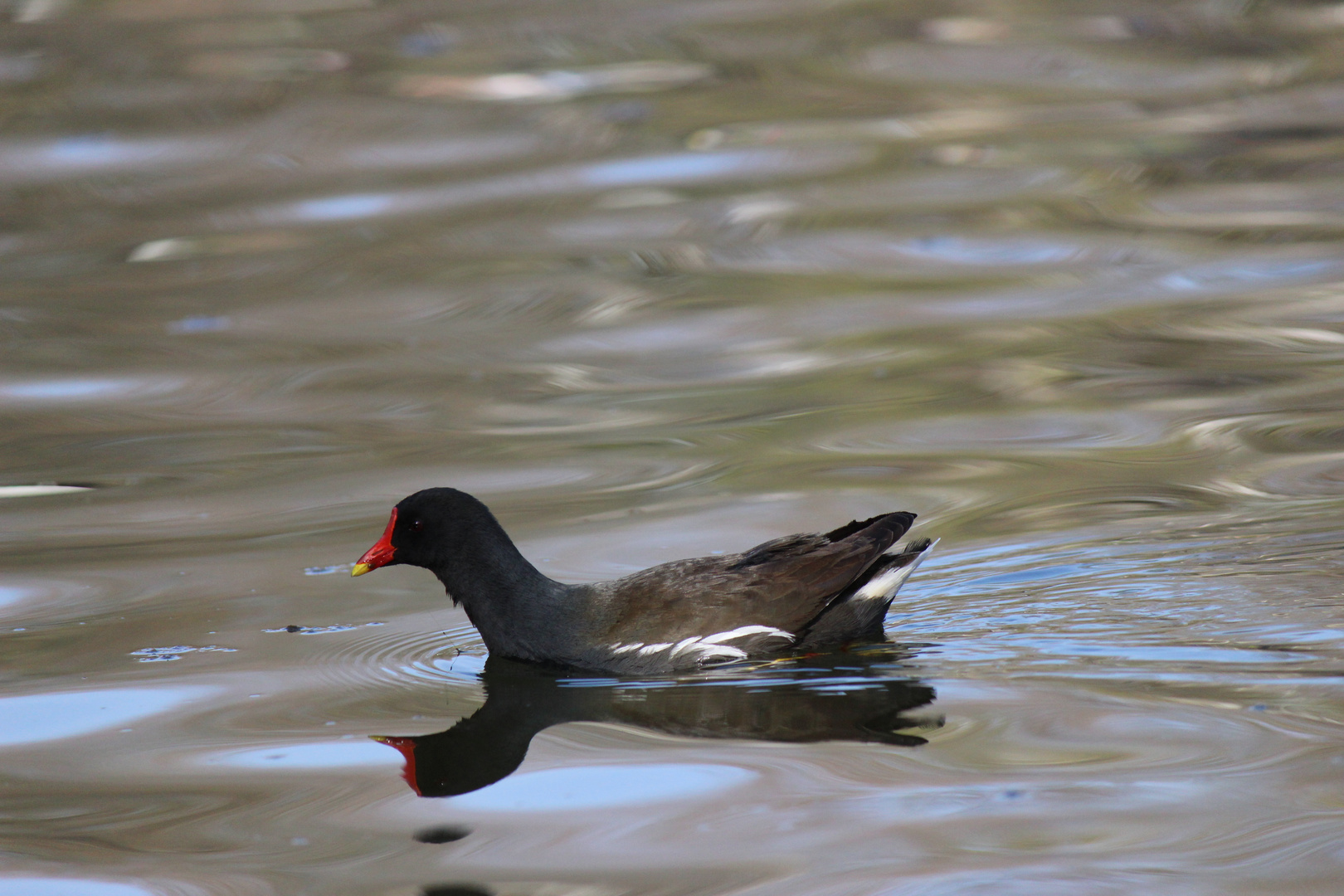 Teichhuhn beim Schwimmen