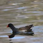 Teichhuhn beim Schwimmen