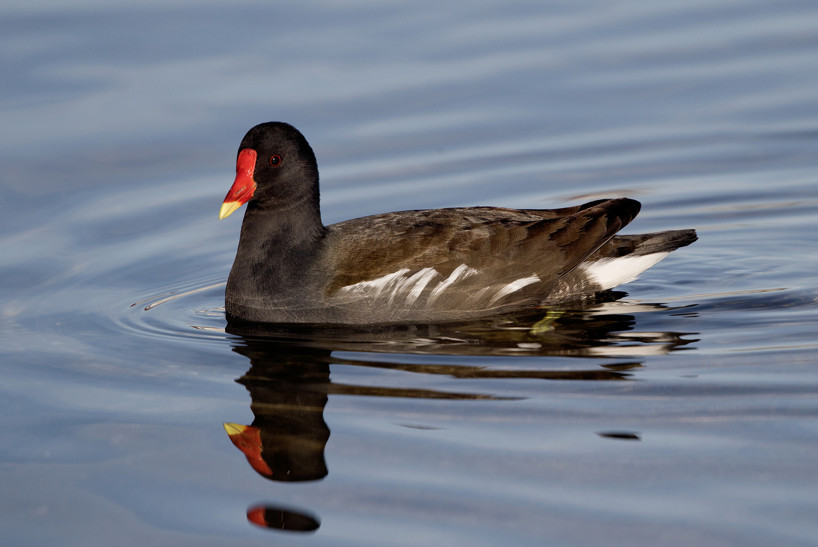 Teichhuhn