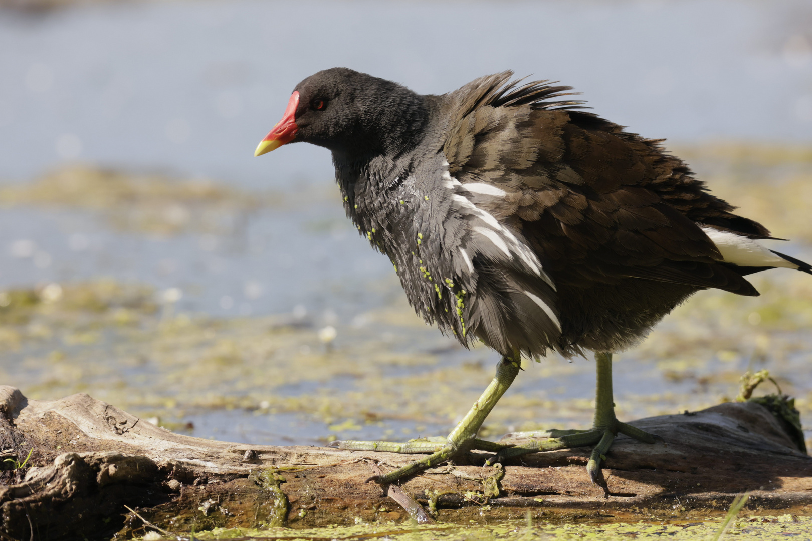 Teichhuhn