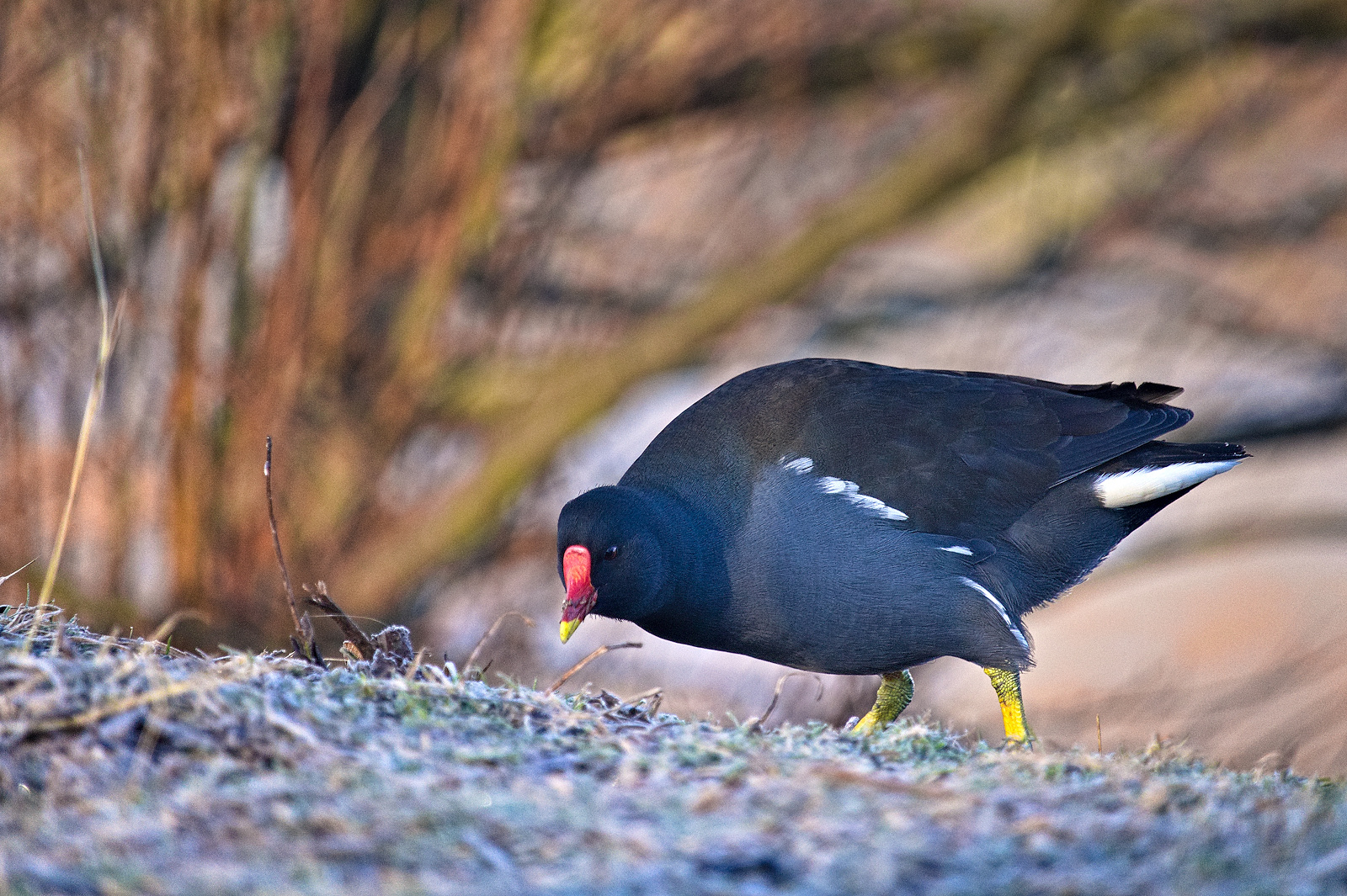 Teichhuhn