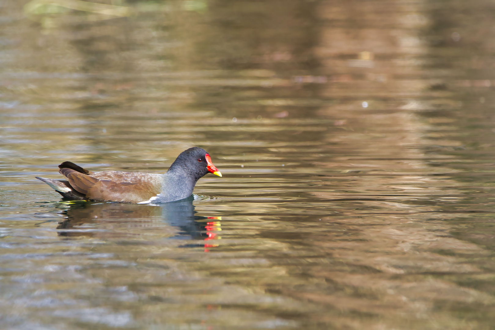 Teichhuhn