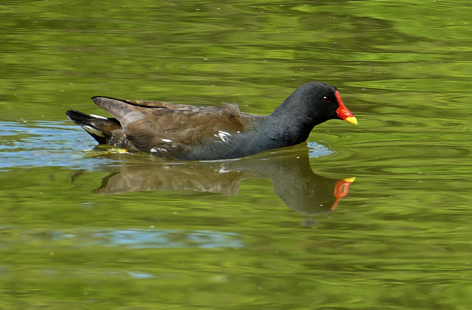 Teichhuhn