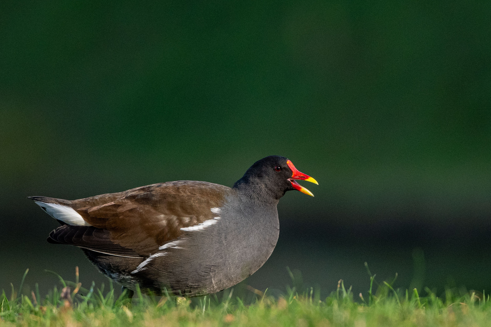 Teichhuhn