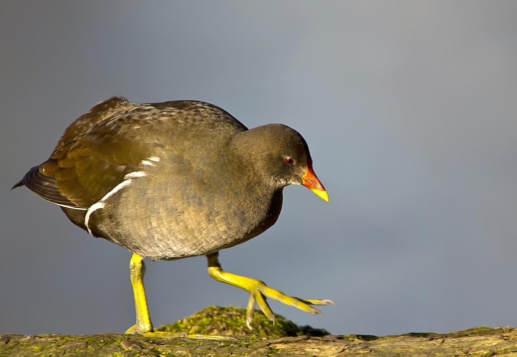 Teichhuhn