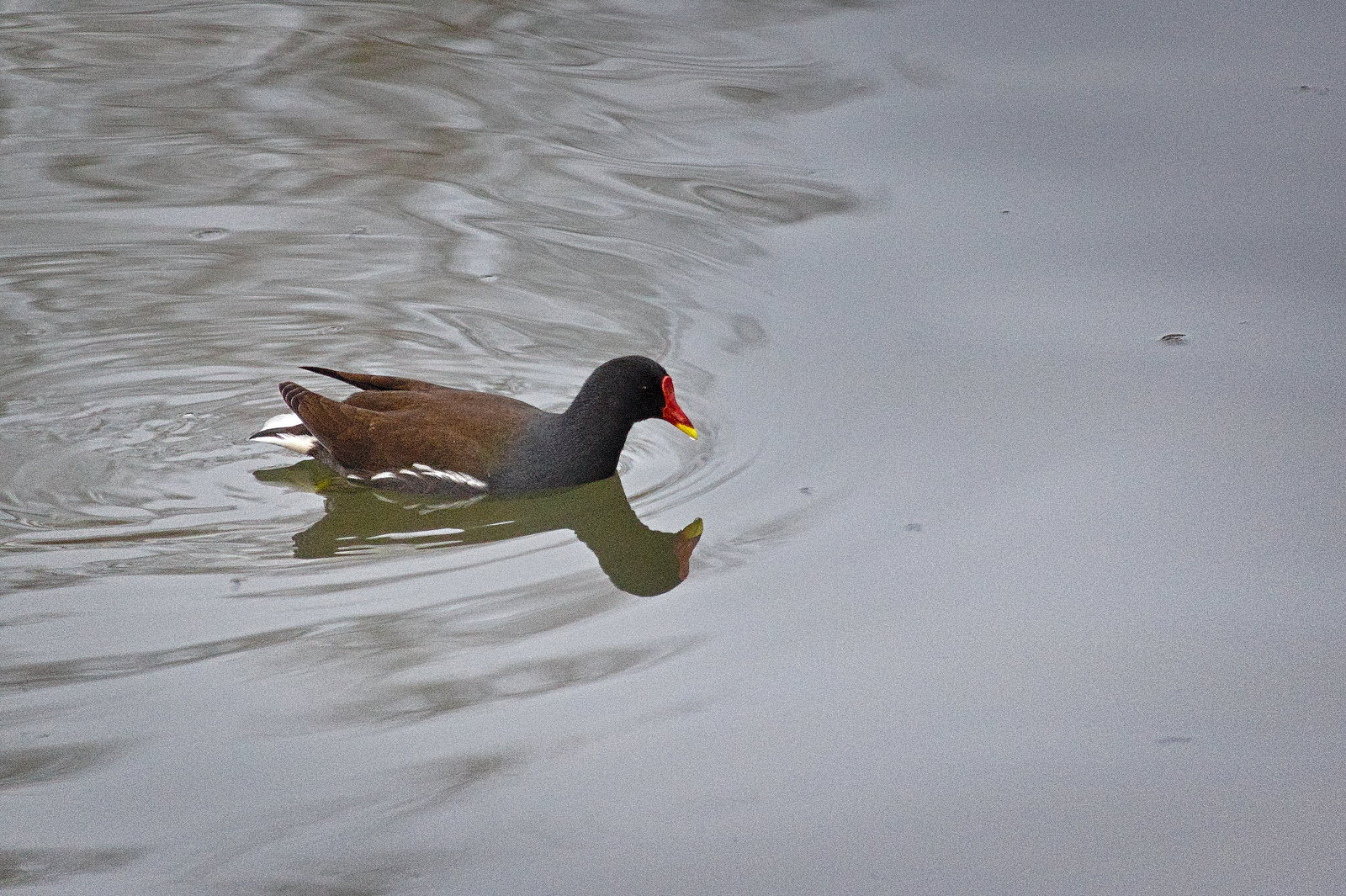 Teichhuhn