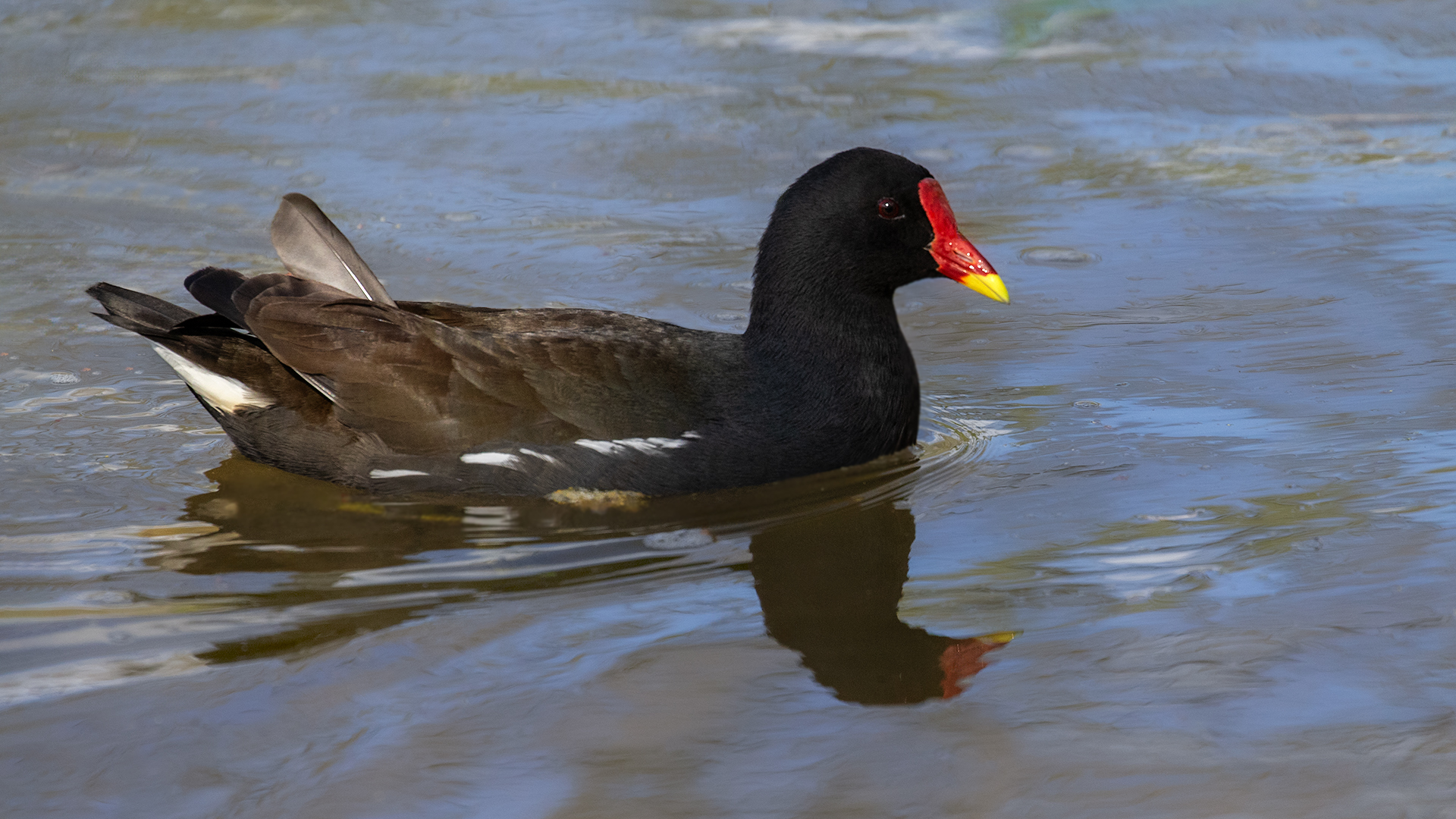 Teichhuhn