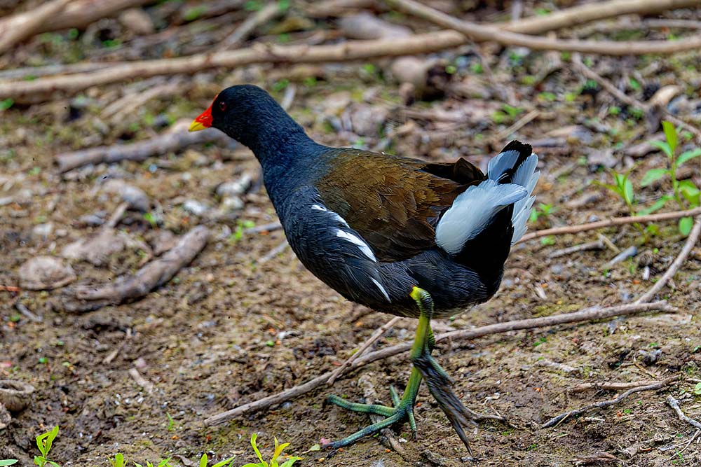 TEICHHUHN