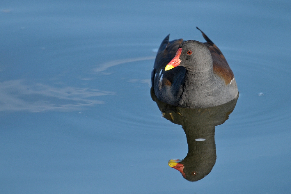 Teichhuhn: Doppelt schwimmt es sich besser